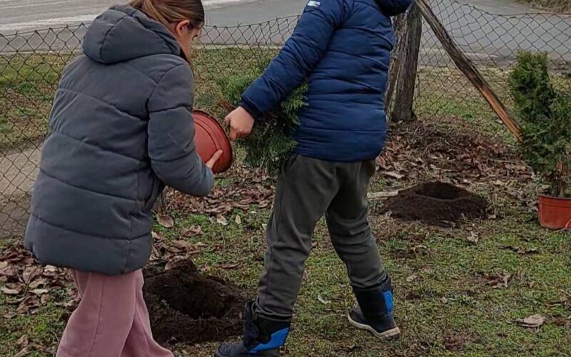 Sadnja tuja u OŠ  „ Matija Gubec“ u Ljutovu